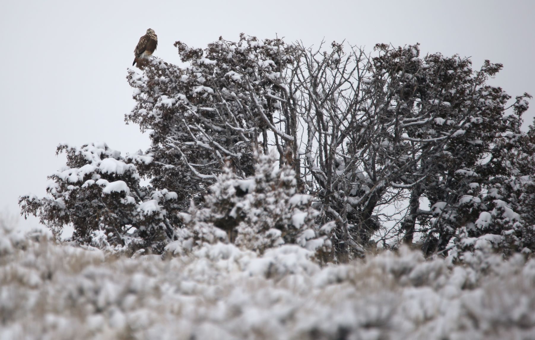 A rough-legged hawk